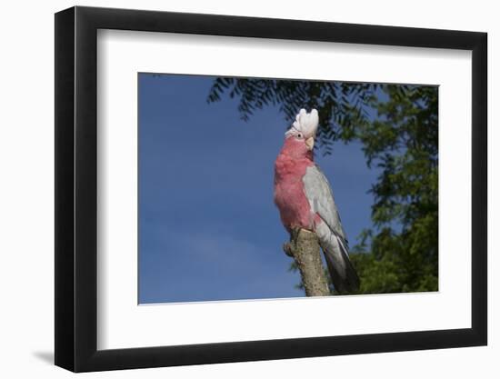 Rose-Breasted Cockatoo (Eolophus Roseicapilla). Captive-Lynn M^ Stone-Framed Photographic Print