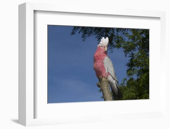 Rose-Breasted Cockatoo (Eolophus Roseicapilla). Captive-Lynn M^ Stone-Framed Photographic Print