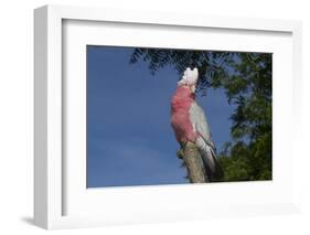 Rose-Breasted Cockatoo (Eolophus Roseicapilla). Captive-Lynn M^ Stone-Framed Photographic Print