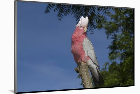 Rose-Breasted Cockatoo (Eolophus Roseicapilla). Captive-Lynn M^ Stone-Mounted Photographic Print