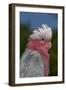 Rose-Breasted Cockatoo (Eolophus Roseicapilla). Captive-Lynn M^ Stone-Framed Photographic Print