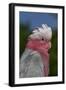 Rose-Breasted Cockatoo (Eolophus Roseicapilla). Captive-Lynn M^ Stone-Framed Photographic Print