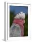 Rose-Breasted Cockatoo (Eolophus Roseicapilla). Captive-Lynn M^ Stone-Framed Photographic Print