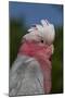 Rose-Breasted Cockatoo (Eolophus Roseicapilla). Captive-Lynn M^ Stone-Mounted Photographic Print