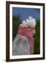 Rose-Breasted Cockatoo (Eolophus Roseicapilla). Captive-Lynn M^ Stone-Framed Photographic Print