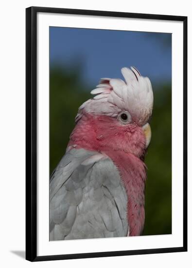 Rose-Breasted Cockatoo (Eolophus Roseicapilla). Captive-Lynn M^ Stone-Framed Photographic Print