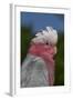 Rose-Breasted Cockatoo (Eolophus Roseicapilla). Captive-Lynn M^ Stone-Framed Photographic Print