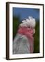 Rose-Breasted Cockatoo (Eolophus Roseicapilla). Captive-Lynn M^ Stone-Framed Photographic Print