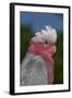 Rose-Breasted Cockatoo (Eolophus Roseicapilla). Captive-Lynn M^ Stone-Framed Photographic Print