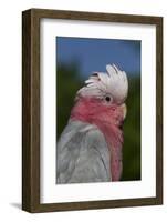 Rose-Breasted Cockatoo (Eolophus Roseicapilla). Captive-Lynn M^ Stone-Framed Photographic Print