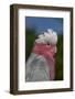 Rose-Breasted Cockatoo (Eolophus Roseicapilla). Captive-Lynn M^ Stone-Framed Photographic Print