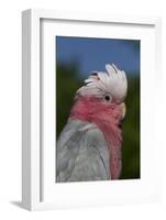 Rose-Breasted Cockatoo (Eolophus Roseicapilla). Captive-Lynn M^ Stone-Framed Photographic Print