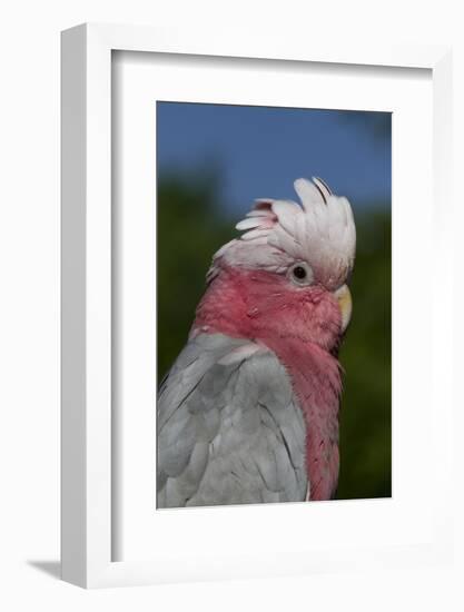 Rose-Breasted Cockatoo (Eolophus Roseicapilla). Captive-Lynn M^ Stone-Framed Photographic Print