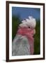 Rose-Breasted Cockatoo (Eolophus Roseicapilla). Captive-Lynn M^ Stone-Framed Photographic Print