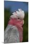 Rose-Breasted Cockatoo (Eolophus Roseicapilla). Captive-Lynn M^ Stone-Mounted Photographic Print