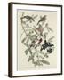 Rose-breasted Grosbeak, 1832-John James Audubon-Framed Giclee Print