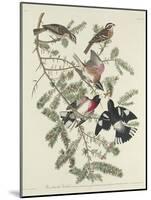 Rose-breasted Grosbeak, 1832-John James Audubon-Mounted Giclee Print