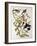 Rose-Breasted Grosbeak from "Birds of America"-John James Audubon-Framed Giclee Print