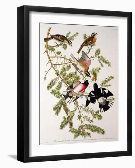 Rose-Breasted Grosbeak from "Birds of America"-John James Audubon-Framed Giclee Print
