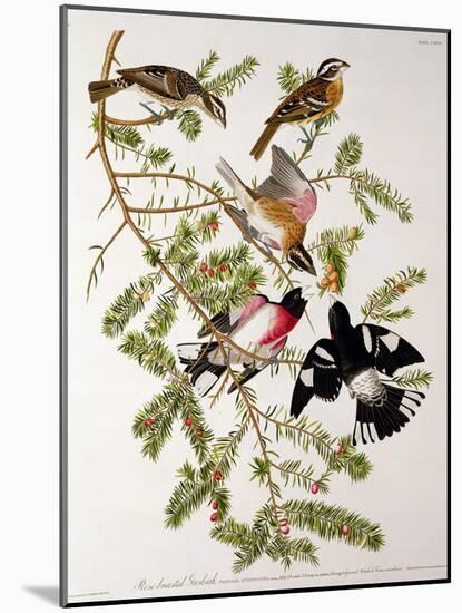 Rose-Breasted Grosbeak from "Birds of America"-John James Audubon-Mounted Giclee Print