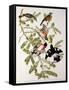 Rose-Breasted Grosbeak from "Birds of America"-John James Audubon-Framed Stretched Canvas