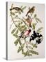 Rose-Breasted Grosbeak from "Birds of America"-John James Audubon-Stretched Canvas