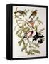 Rose-Breasted Grosbeak from "Birds of America"-John James Audubon-Framed Stretched Canvas