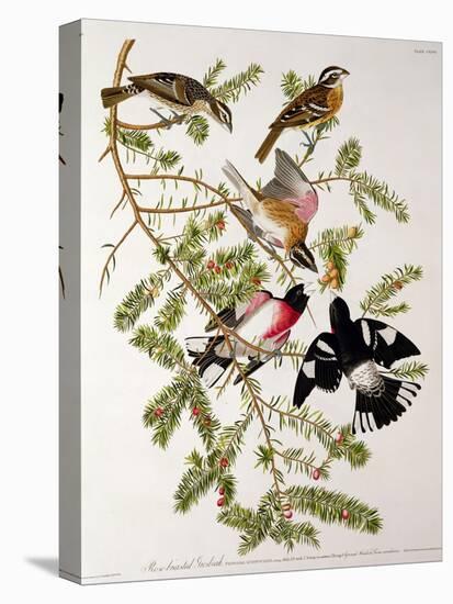 Rose-Breasted Grosbeak from "Birds of America"-John James Audubon-Stretched Canvas