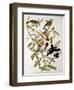 Rose-Breasted Grosbeak from "Birds of America"-John James Audubon-Framed Giclee Print