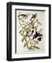 Rose-Breasted Grosbeak from "Birds of America"-John James Audubon-Framed Giclee Print