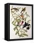 Rose-Breasted Grosbeak from "Birds of America"-John James Audubon-Framed Stretched Canvas