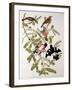 Rose-Breasted Grosbeak from "Birds of America"-John James Audubon-Framed Giclee Print