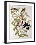 Rose-Breasted Grosbeak from "Birds of America"-John James Audubon-Framed Giclee Print