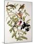 Rose-Breasted Grosbeak from "Birds of America"-John James Audubon-Mounted Giclee Print