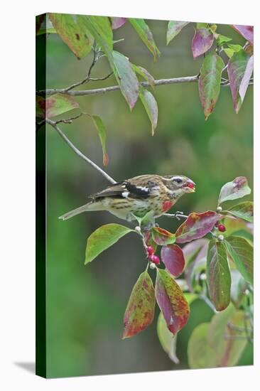 Rose-Breasted Grosbeak Perched on Tree Branch-Gary Carter-Stretched Canvas