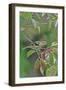 Rose-Breasted Grosbeak Perched on Tree Branch-Gary Carter-Framed Photographic Print