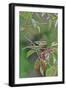 Rose-Breasted Grosbeak Perched on Tree Branch-Gary Carter-Framed Photographic Print