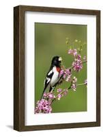 Rose-breasted Grosbeak (Pheucticus ludovicianus) adult male singing on Redbud (Cercis sp.), Ohio-S & D & K Maslowski-Framed Photographic Print