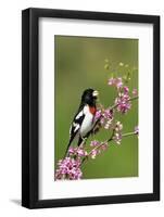 Rose-breasted Grosbeak (Pheucticus ludovicianus) adult male singing on Redbud (Cercis sp.), Ohio-S & D & K Maslowski-Framed Photographic Print