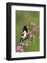 Rose-breasted Grosbeak (Pheucticus ludovicianus) adult male singing on Redbud (Cercis sp.), Ohio-S & D & K Maslowski-Framed Photographic Print