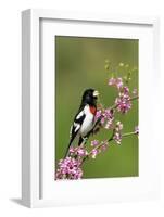 Rose-breasted Grosbeak (Pheucticus ludovicianus) adult male singing on Redbud (Cercis sp.), Ohio-S & D & K Maslowski-Framed Photographic Print