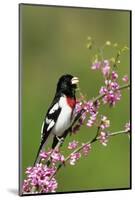 Rose-breasted Grosbeak (Pheucticus ludovicianus) adult male singing on Redbud (Cercis sp.), Ohio-S & D & K Maslowski-Mounted Photographic Print