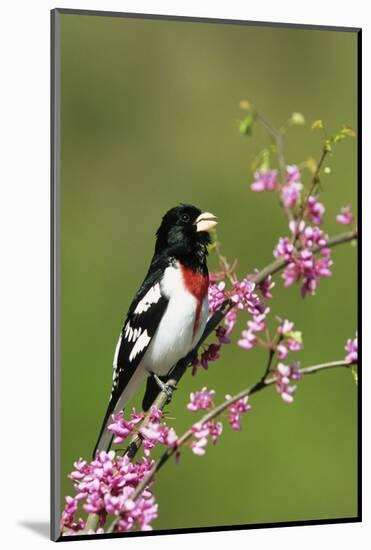 Rose-breasted Grosbeak (Pheucticus ludovicianus) adult male singing on Redbud (Cercis sp.), Ohio-S & D & K Maslowski-Mounted Photographic Print