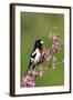 Rose-breasted Grosbeak (Pheucticus ludovicianus) adult male singing on Redbud (Cercis sp.), Ohio-S & D & K Maslowski-Framed Photographic Print