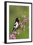 Rose-breasted Grosbeak (Pheucticus ludovicianus) adult male singing on Redbud (Cercis sp.), Ohio-S & D & K Maslowski-Framed Photographic Print