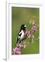 Rose-breasted Grosbeak (Pheucticus ludovicianus) adult male singing on Redbud (Cercis sp.), Ohio-S & D & K Maslowski-Framed Photographic Print