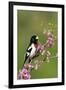 Rose-breasted Grosbeak (Pheucticus ludovicianus) adult male singing on Redbud (Cercis sp.), Ohio-S & D & K Maslowski-Framed Photographic Print