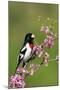 Rose-breasted Grosbeak (Pheucticus ludovicianus) adult male singing on Redbud (Cercis sp.), Ohio-S & D & K Maslowski-Mounted Photographic Print