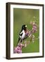 Rose-breasted Grosbeak (Pheucticus ludovicianus) adult male singing on Redbud (Cercis sp.), Ohio-S & D & K Maslowski-Framed Photographic Print