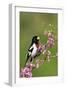 Rose-breasted Grosbeak (Pheucticus ludovicianus) adult male singing on Redbud (Cercis sp.), Ohio-S & D & K Maslowski-Framed Photographic Print